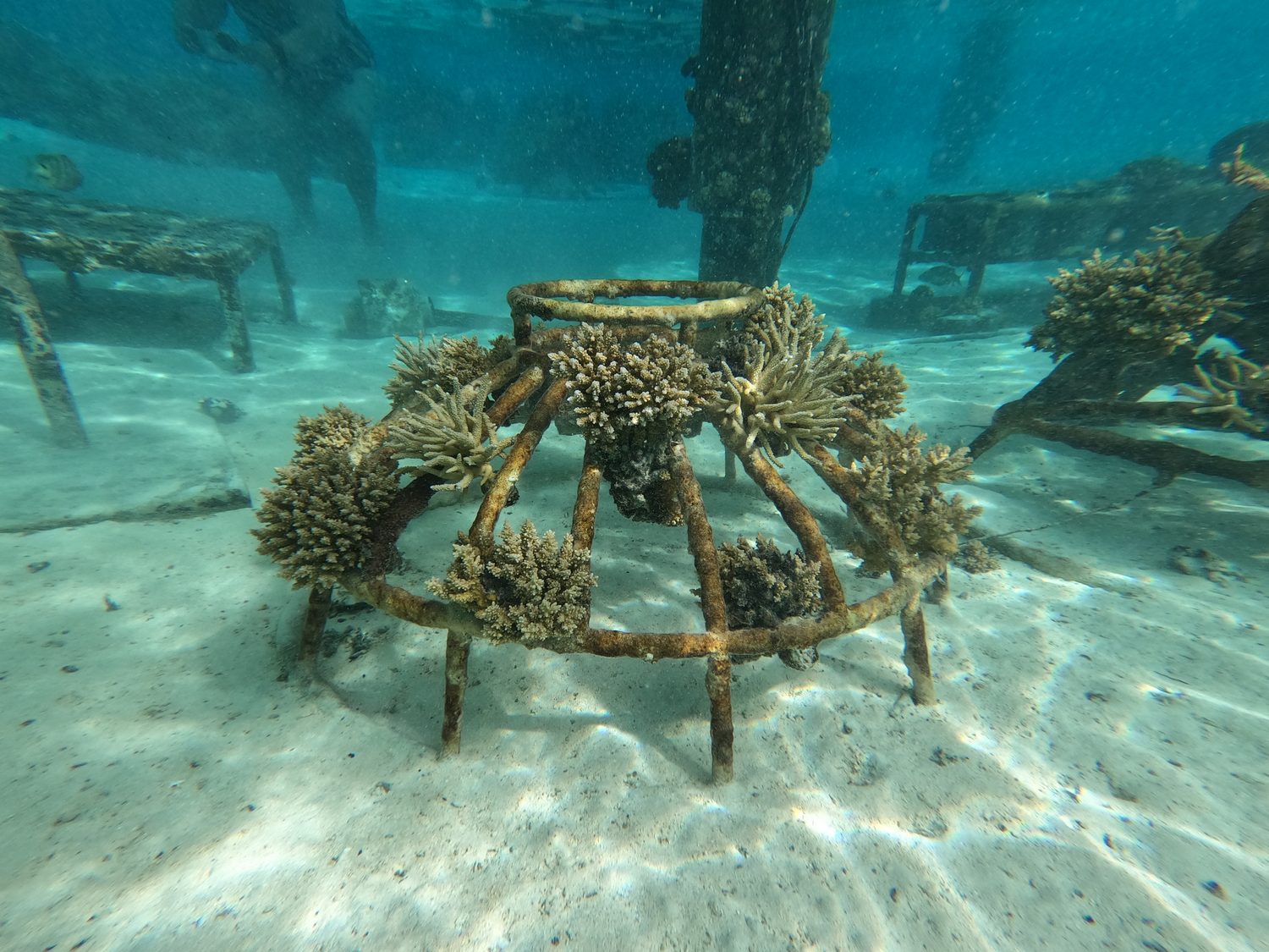 Preservation of the coral reefs with Denis Schneider
