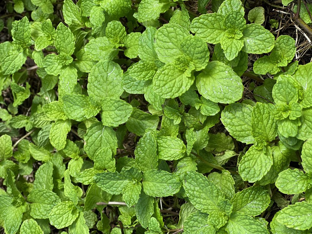 Aromatic-garden2023 Aromatic-garden2023