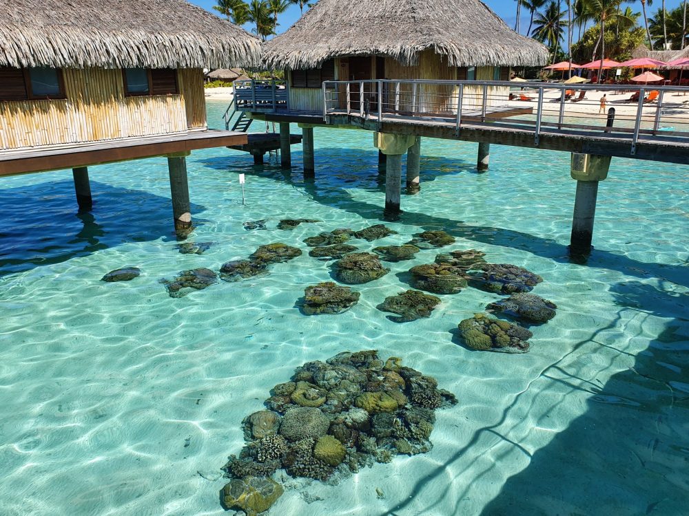Corals2 Corals2